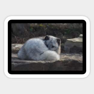 Arctic Fox Sticker